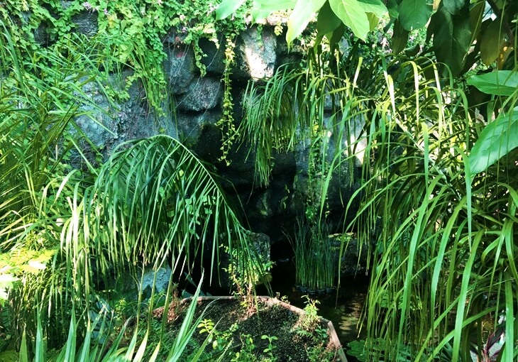 Konya Tropikal Kelebek Bahçesi’nde tropik bitkiler ve küçük şelale alanı; yoğun yeşilliklerle çevrili doğal yaşam bölümü.